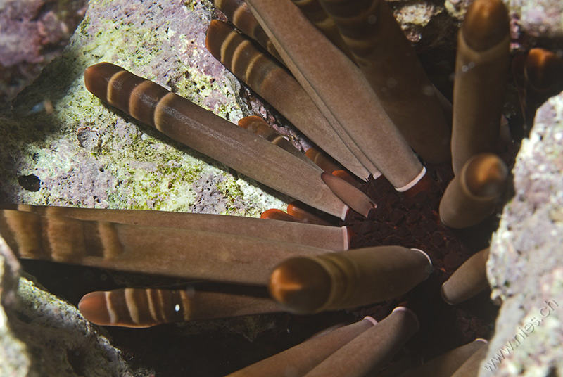 Sea Urchin