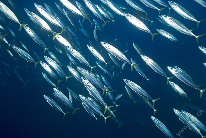 Fish Swarm