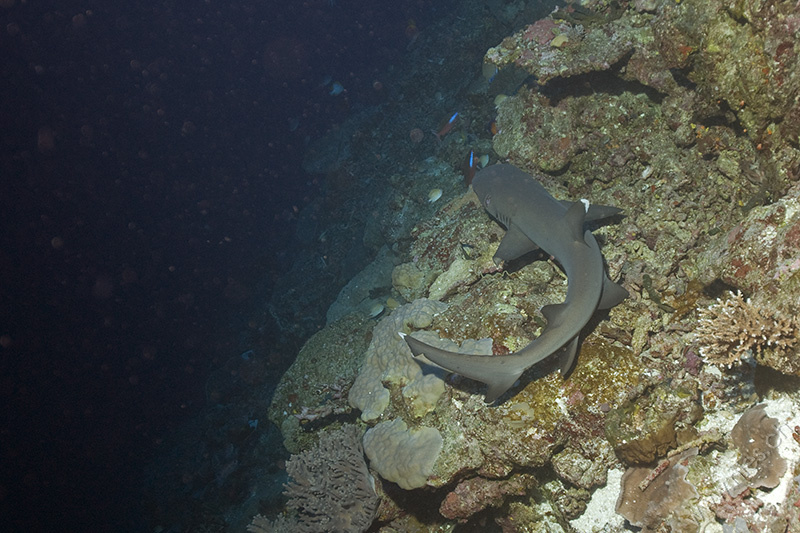 Whitetip Reef Shark