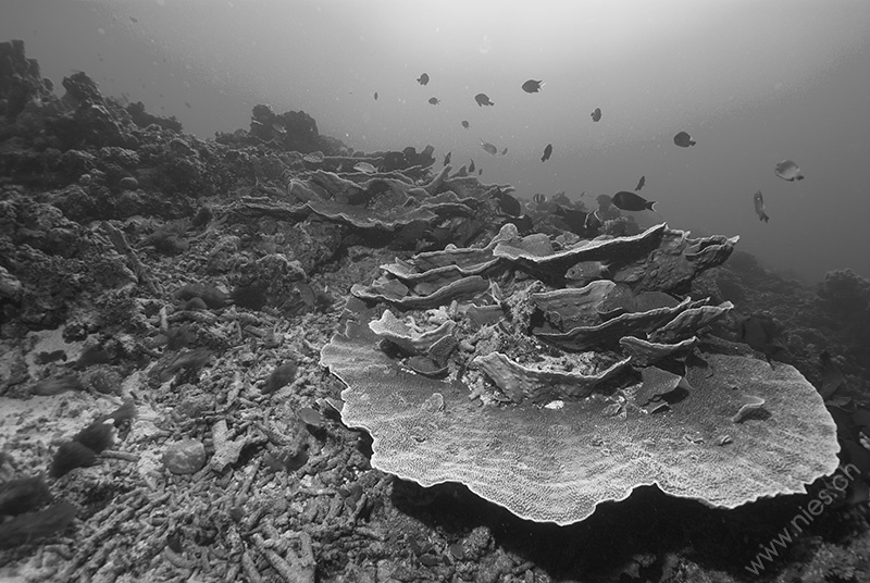 Destroyed Reef