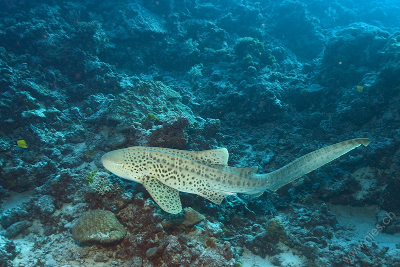 Leopard Shark 1