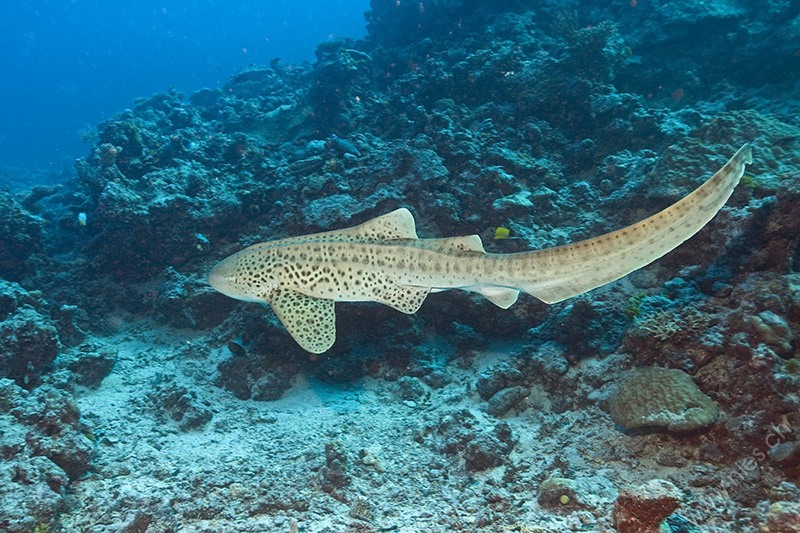 Leopard Shark 2