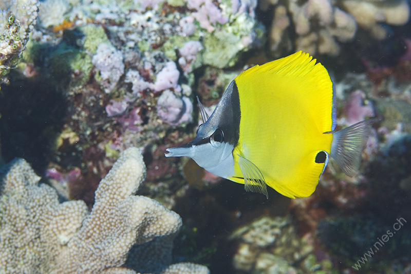 Longnose butterfly fish