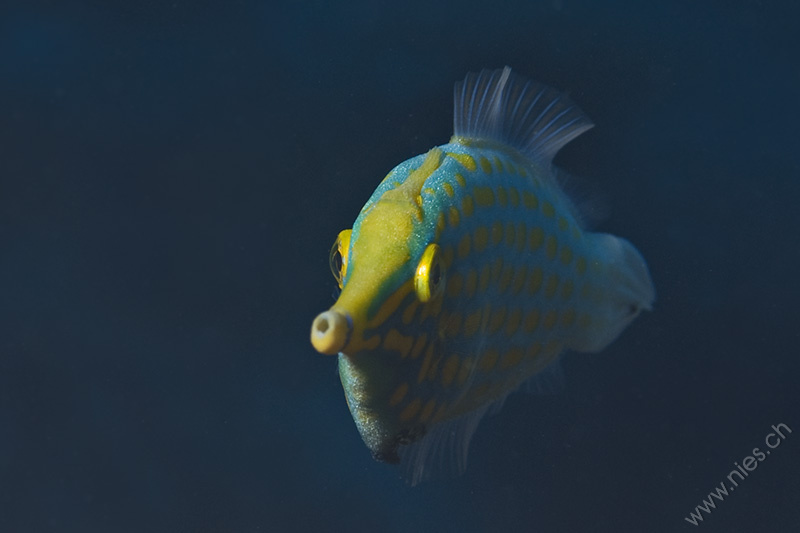 Orange spotted filefish