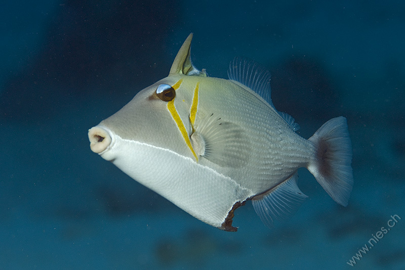 Scythe Triggerfish