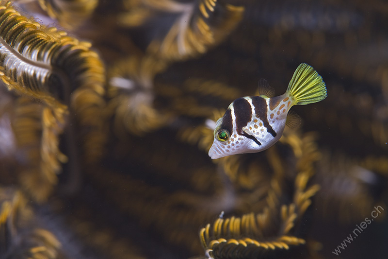 Sharpnose Toby Pufferfish