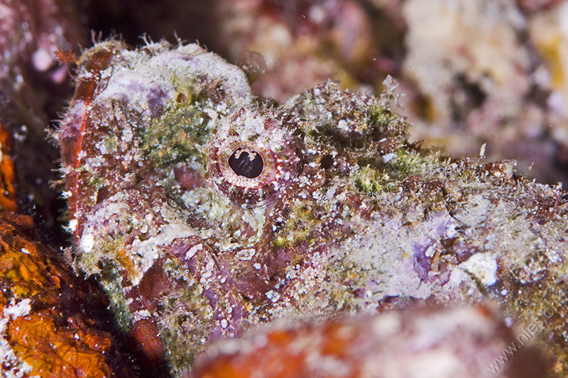 Scorpionfish