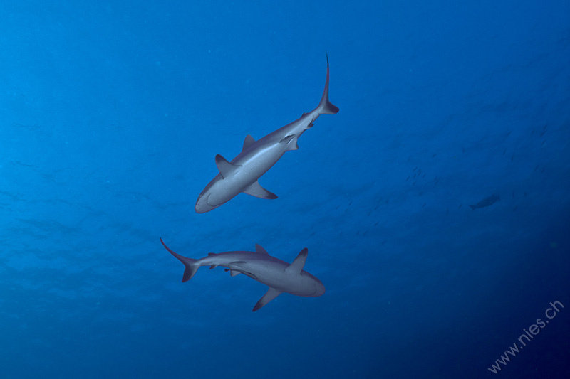 Grey Reef Sharks