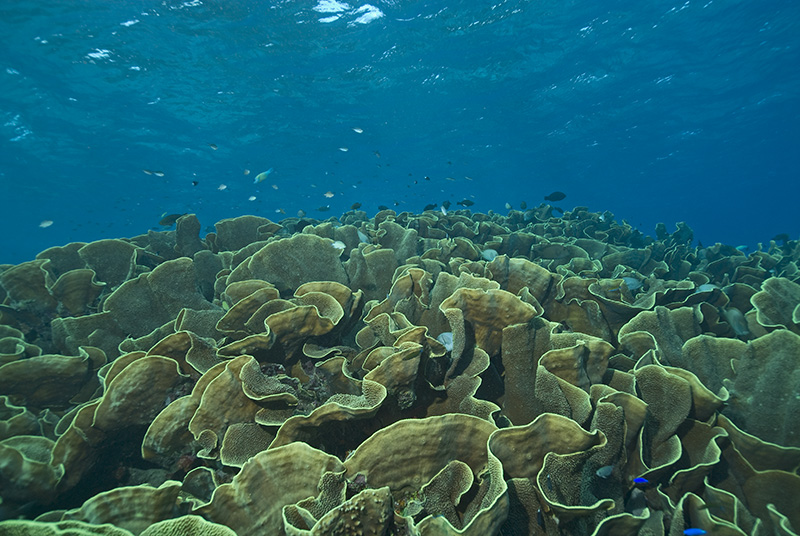 Yellow Scroll Coral