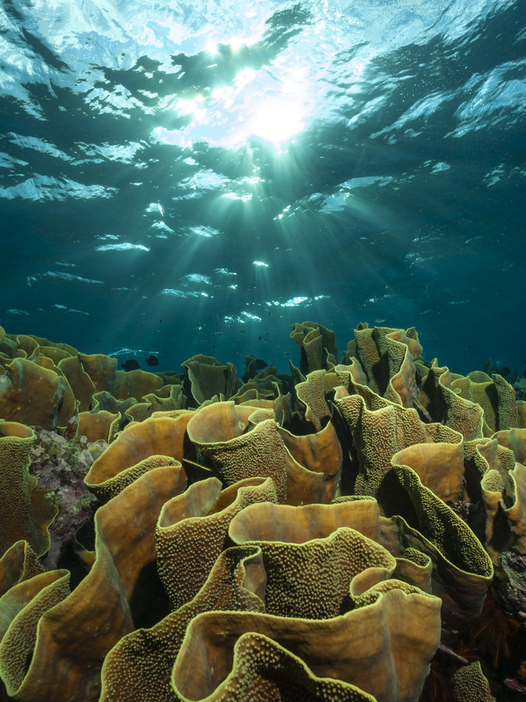 Yellow Scroll Coral with Sun