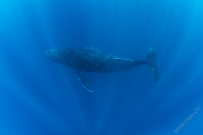 Humpback whale