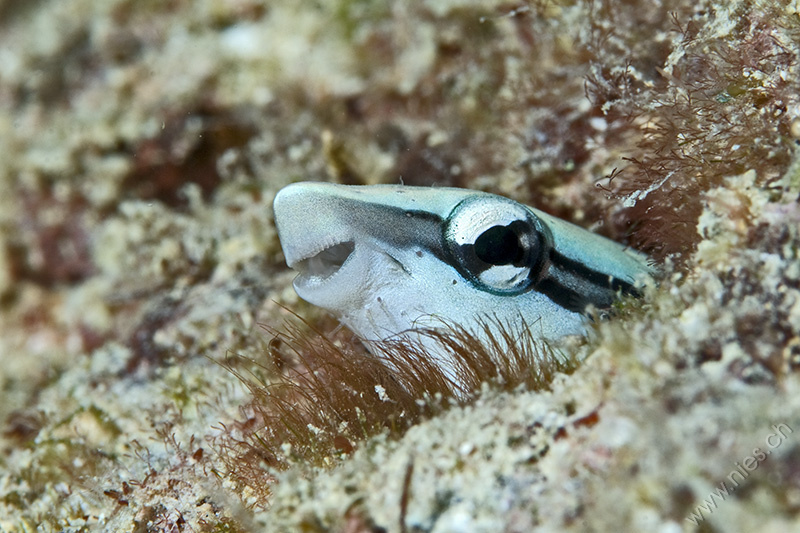 Falscher Putzerfisch