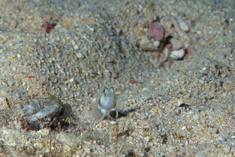 Goby with pistol shrimp