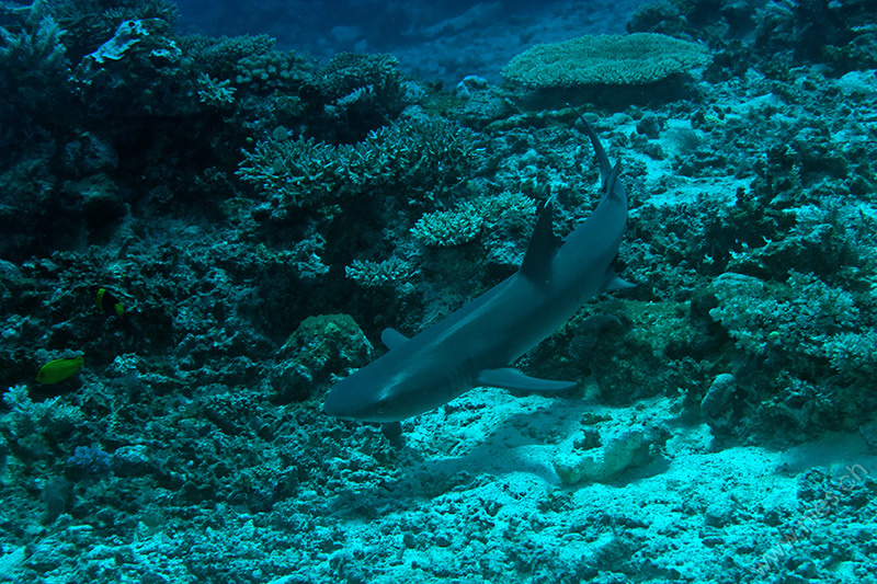 White tip reef shark