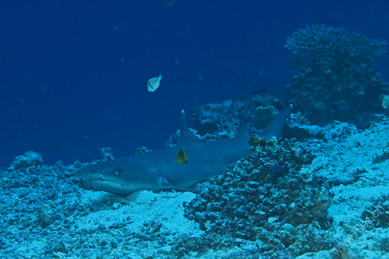 White tip reef shark