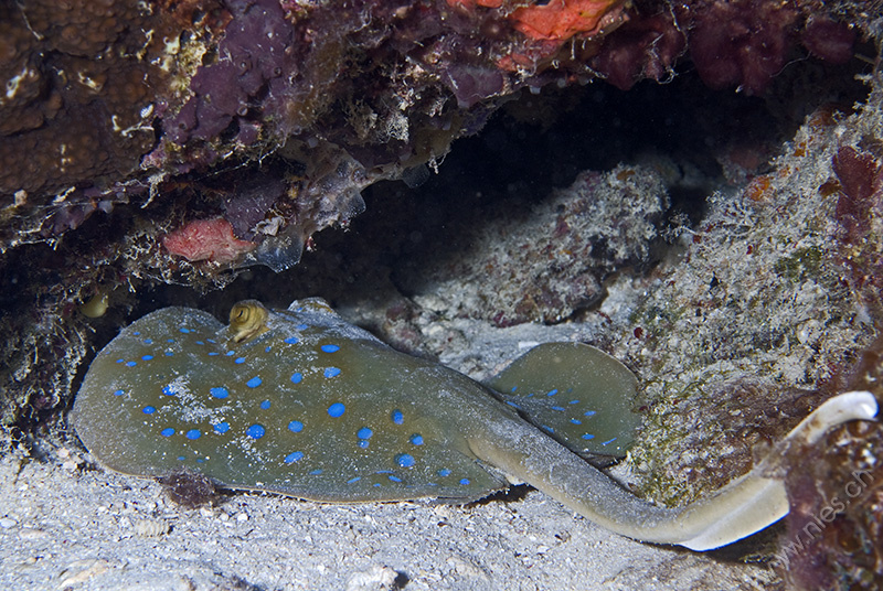 Blue spotted stingray