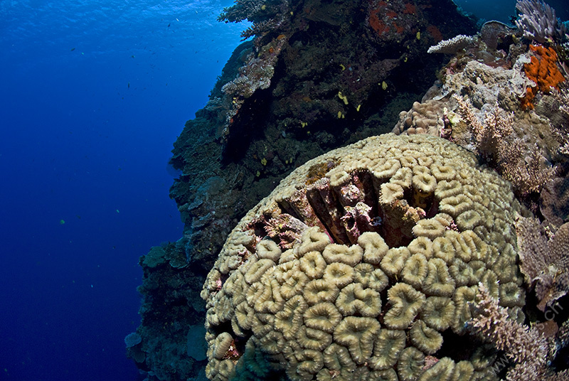 Stone corals