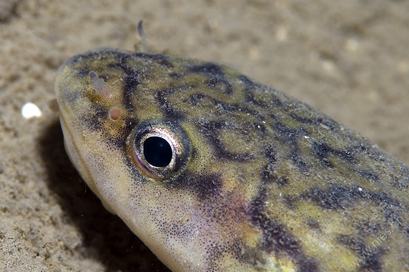 Burbot 2