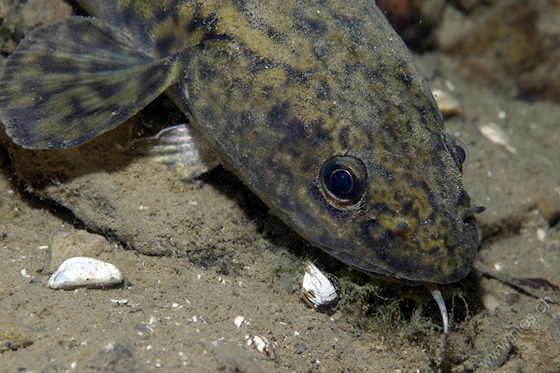 Burbot 4