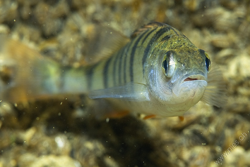 Perch Portrait