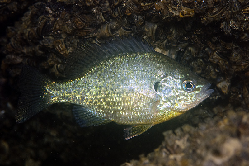 Pumpkinseed Sunfish