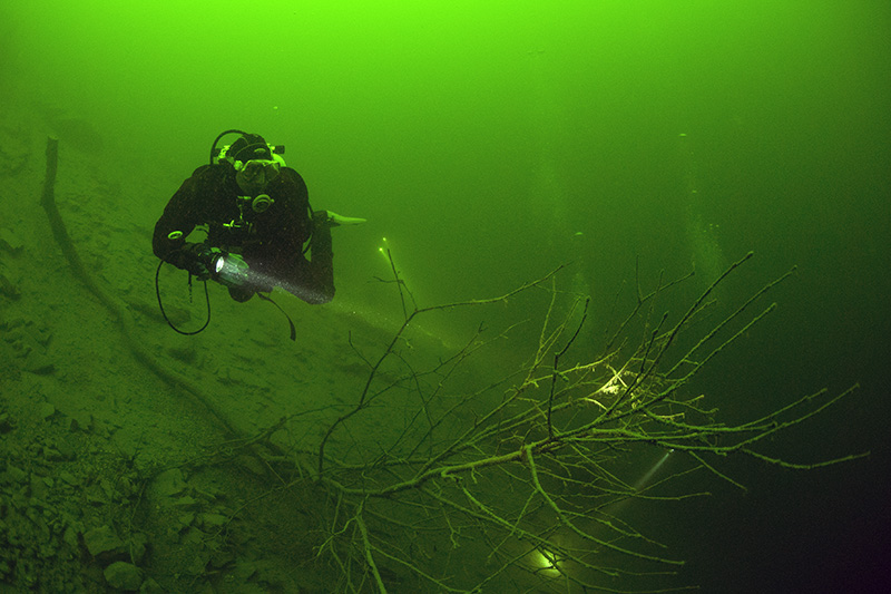 Diver with Branch