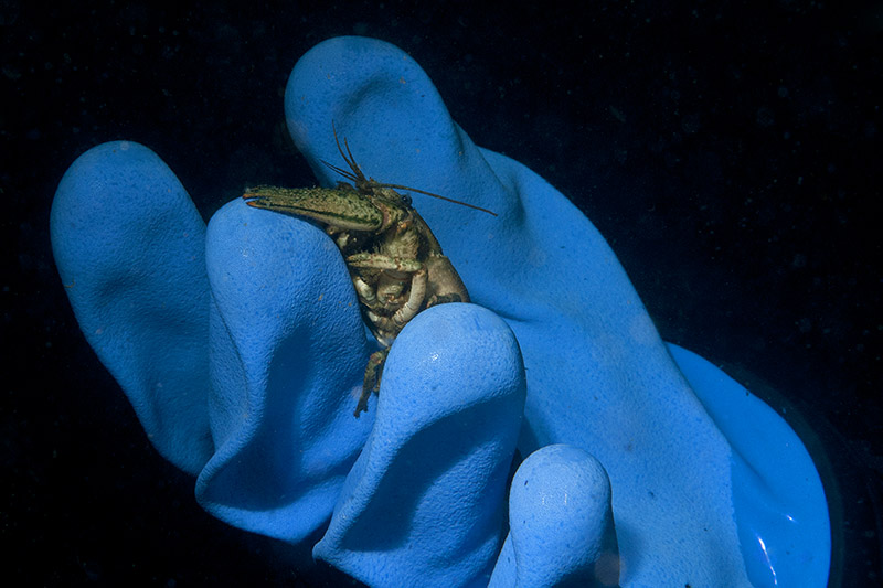 Crayfish in Hand