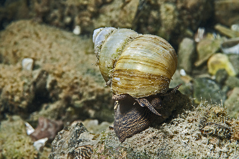 Lister's river snail