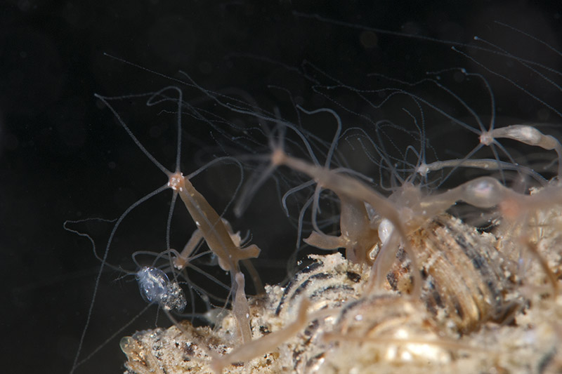 Hydra vulgaris