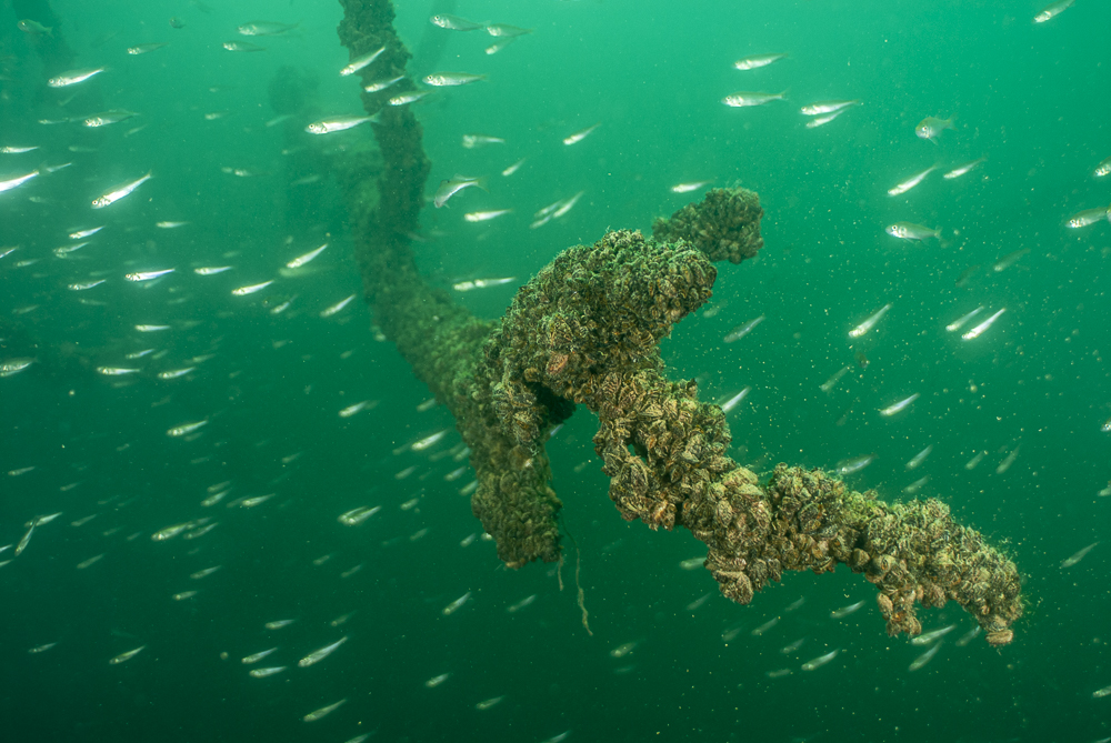 Young fish with branch