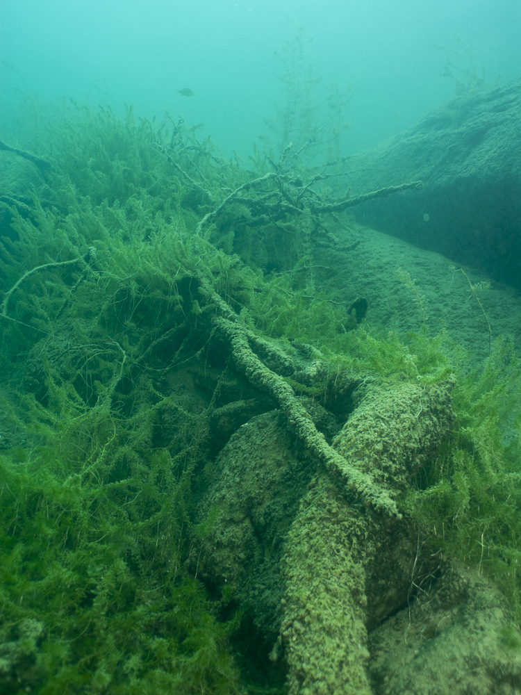 Branches with underwater plants