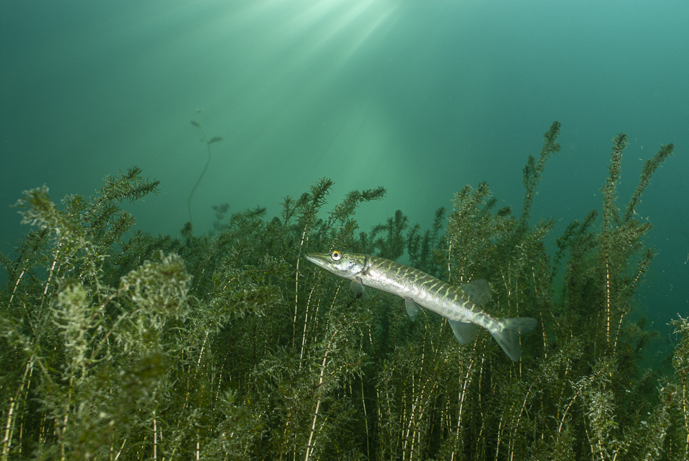 Young pike among underwater plants