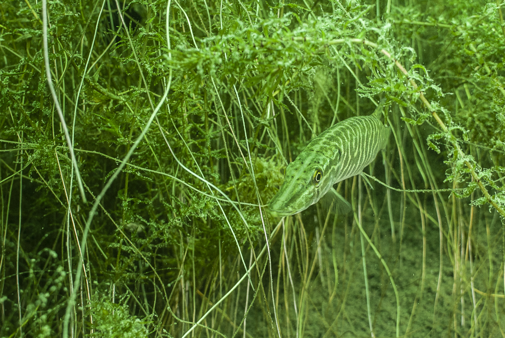 Junger Hecht in Unterwasserpflanzen