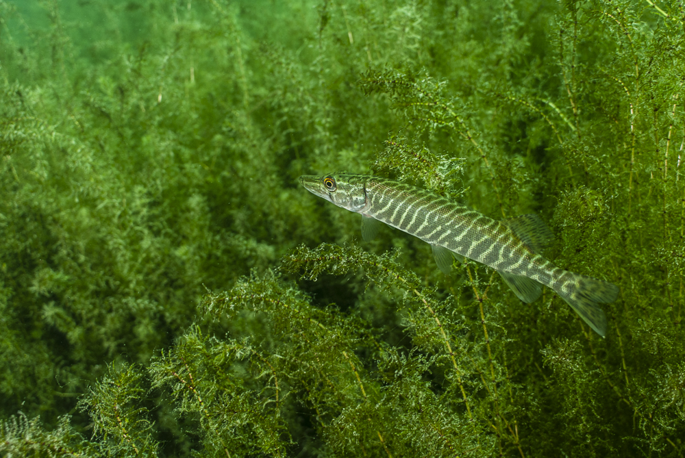 Young pike with underwater plants