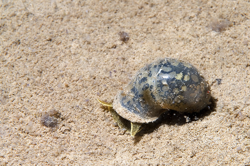 Schnecke