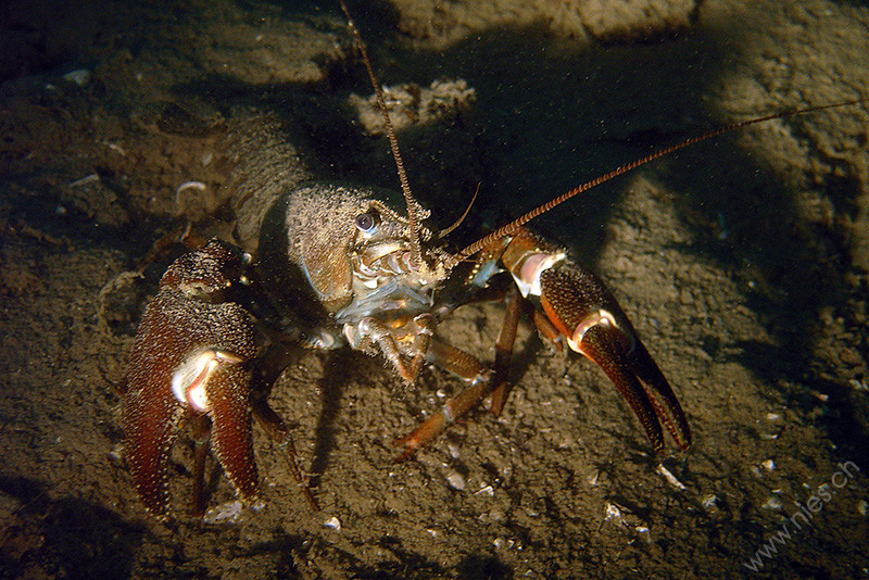 Crayfish