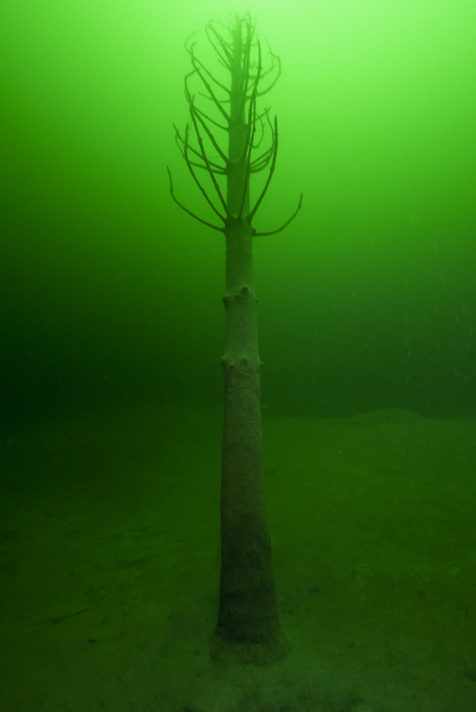 Tree under water