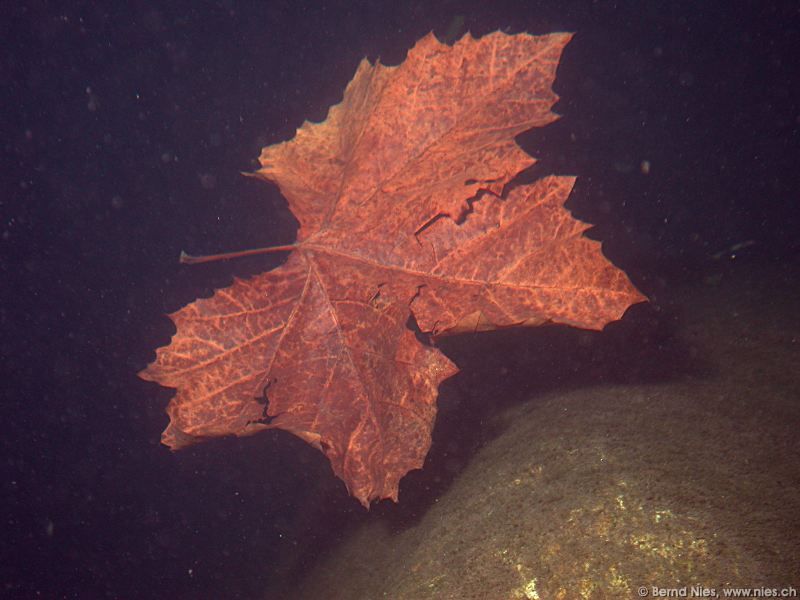 Maple leaf © Bernd Nies