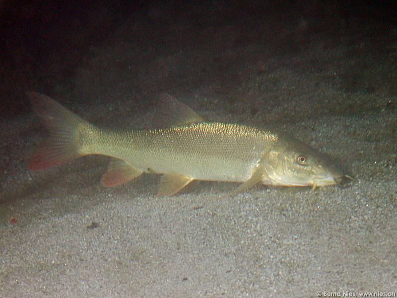 Barbel