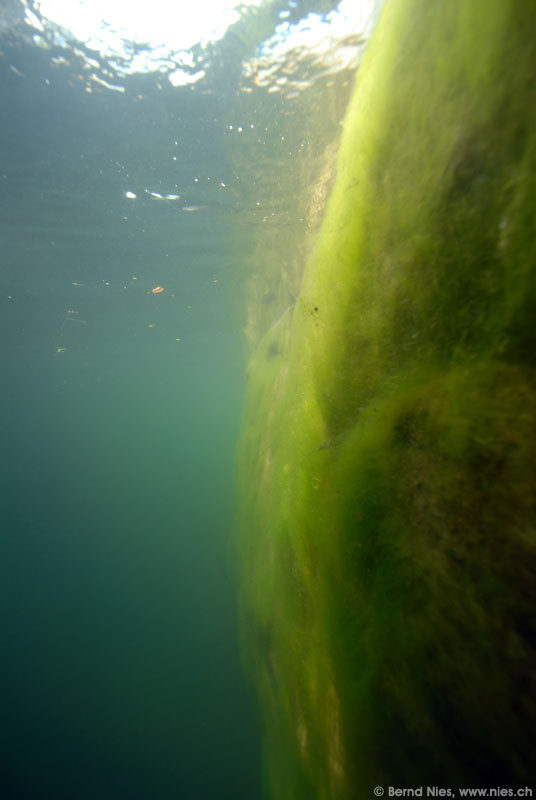 Algae © Bernd Nies