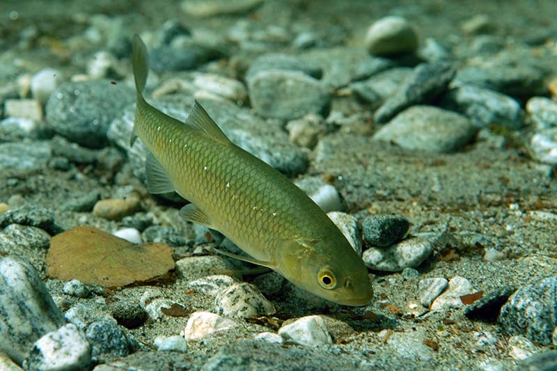 European chub