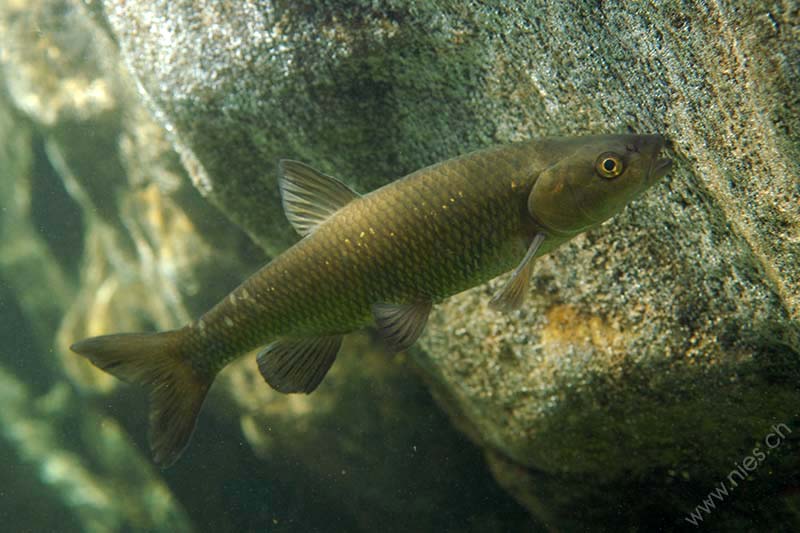 European chub