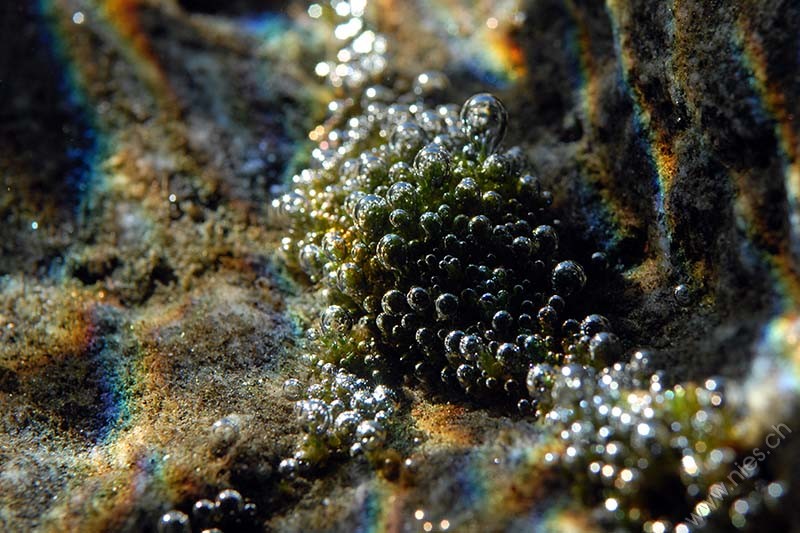 Moss with bubbles © Bernd Nies
