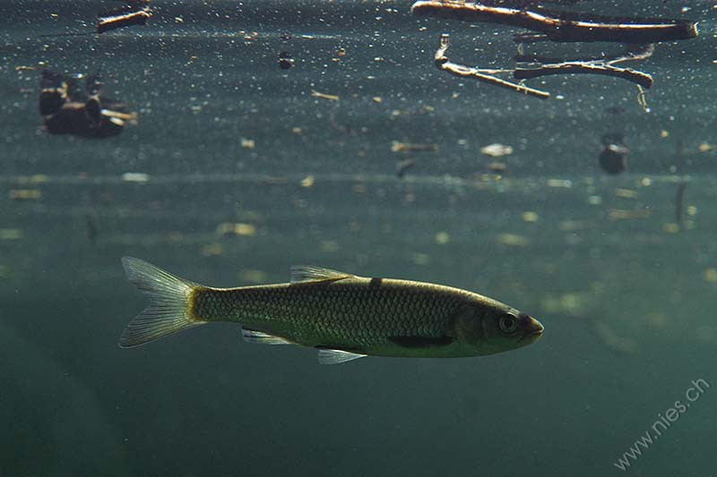 European chub