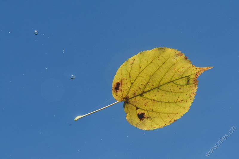 Birch leaf © Bernd Nies