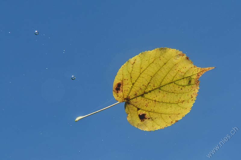 Birch leaf