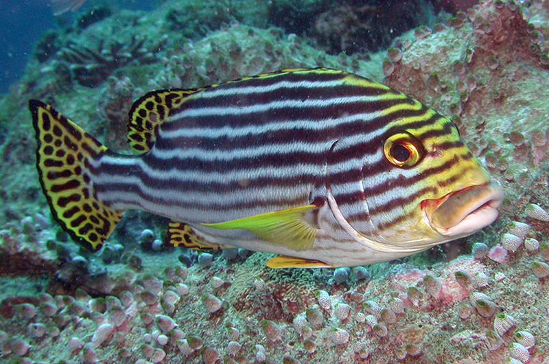 Oriental sweetlips