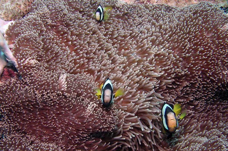 Clark's Anemonenfische