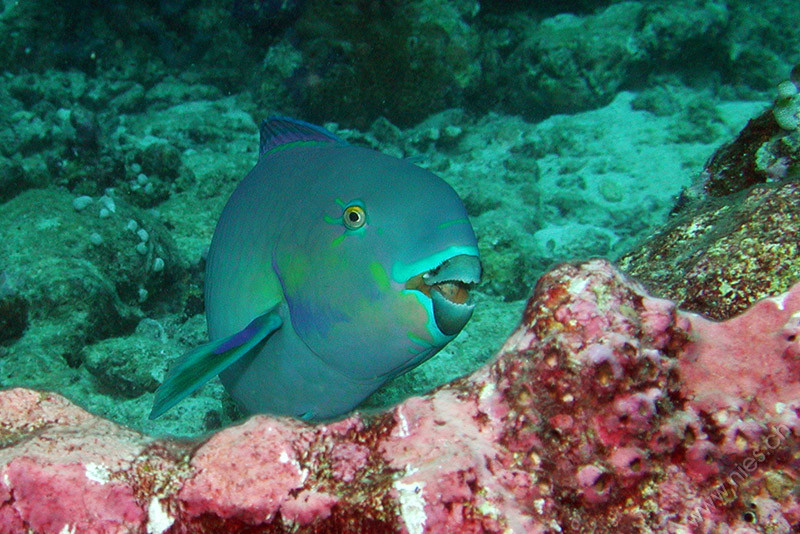 Parrotfish