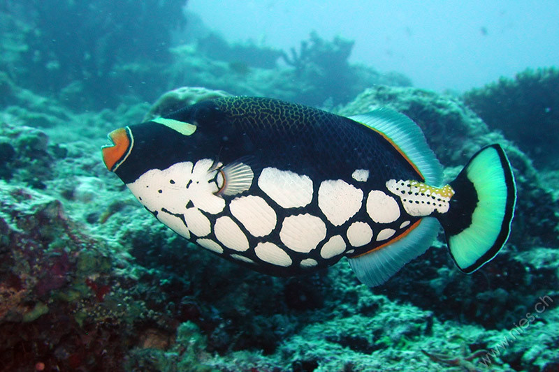 Clown triggerfish